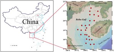 Interspecific differences in ecological stoichiometric characteristics of invertebrates and their influencing factors from the Beibu Gulf, China
